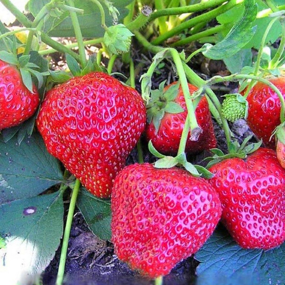Земляника ремонтантная Елизавета II  Р9