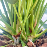 Антуриум Андре LIVIUM ORANGE (H73)