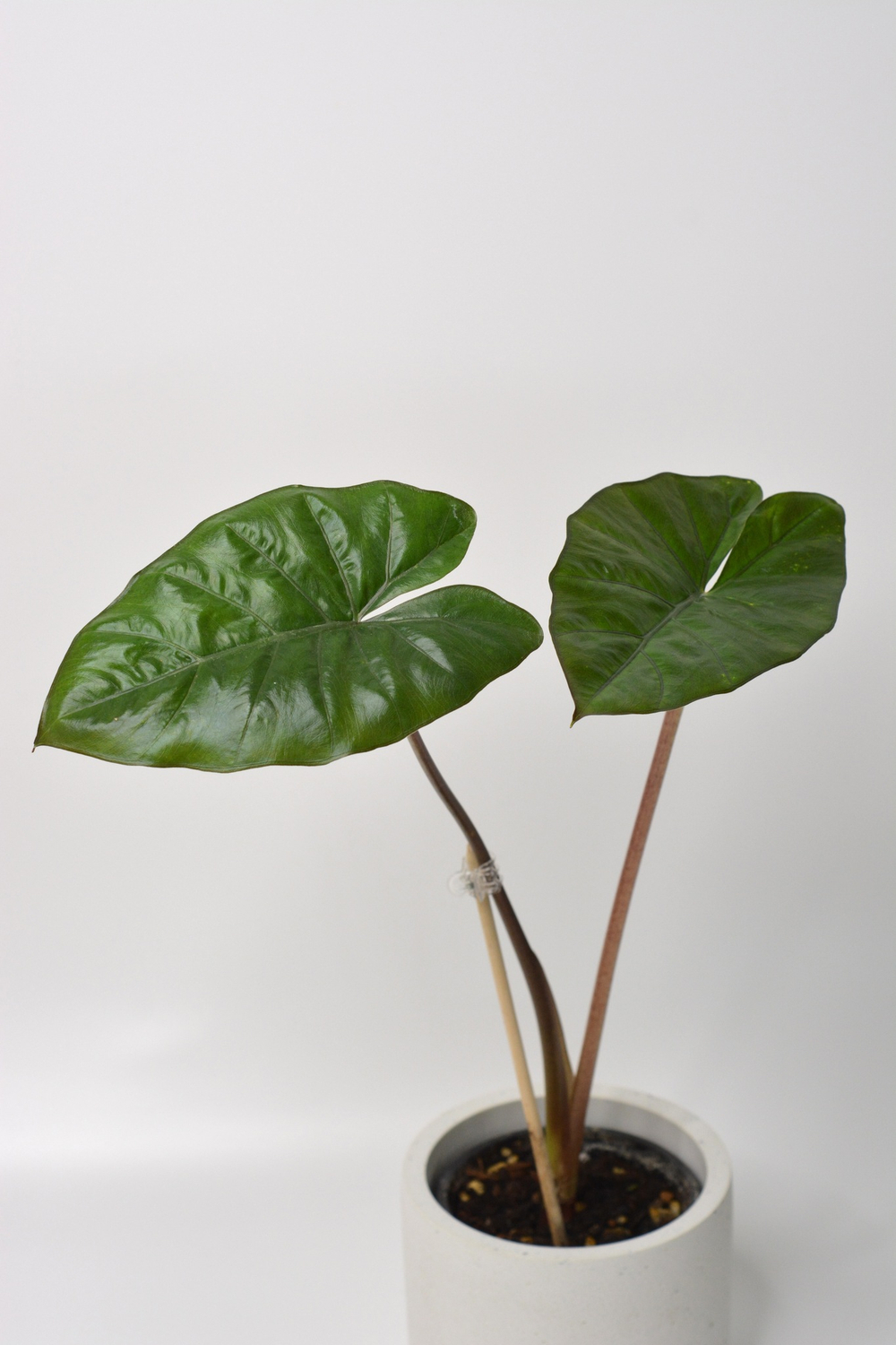 Алоказия Принцесса Юкатан / Alocasia Yucatan Princess