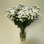 Сантини Мадиба Линди Вайт (Lindi White)