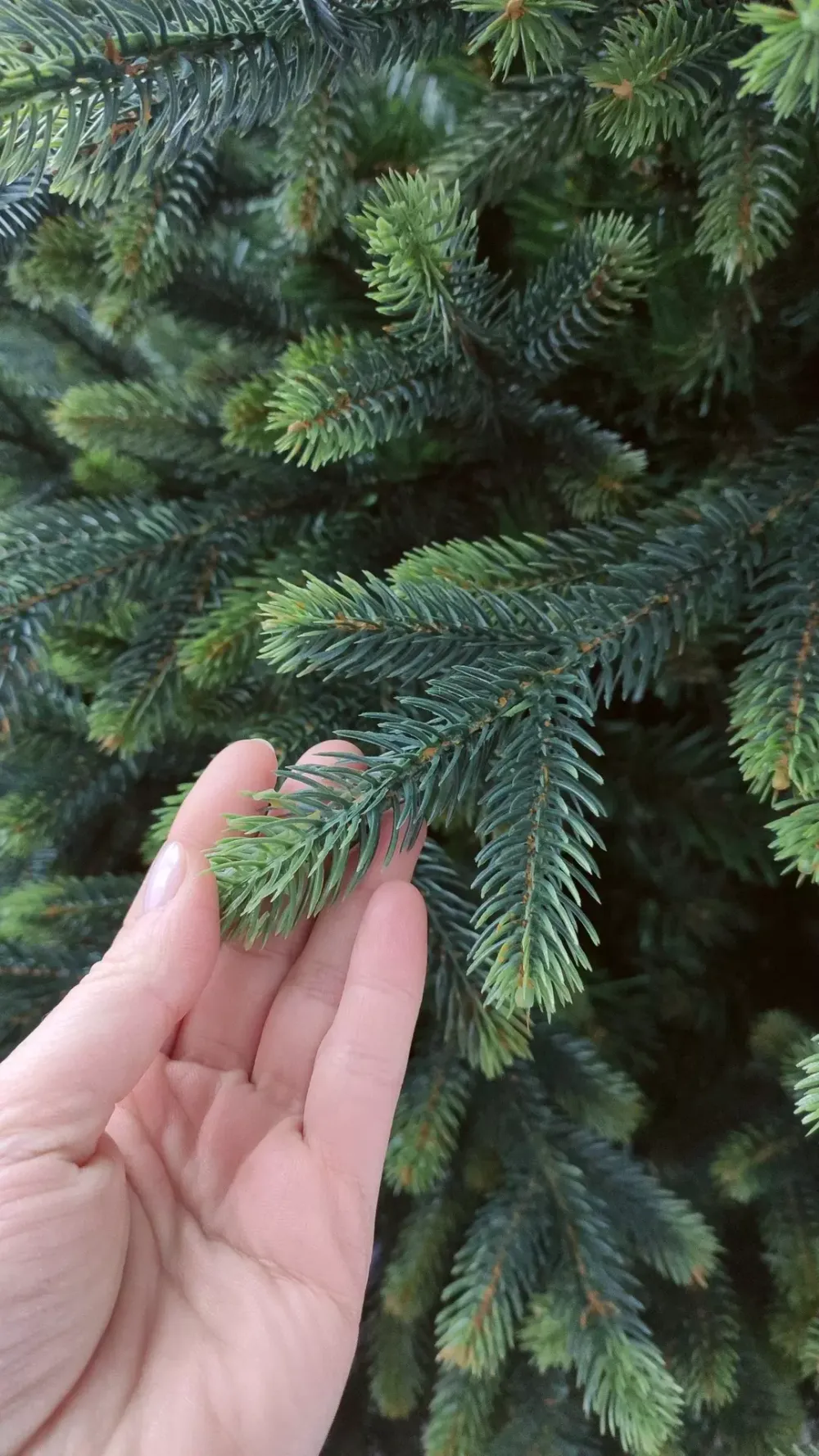 Ель искусственная «Венецианская» (Литая+пвх) 180 см / 1.8 м