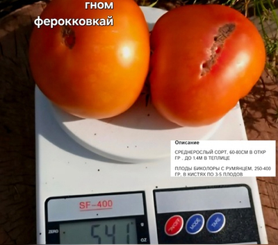 РАССАДА ТОМАТОВ ГНОМОВ ФЕРРОКОВКАЙ