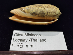 Олива Миниацея