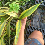 Сансевиерия GUINEENSIS