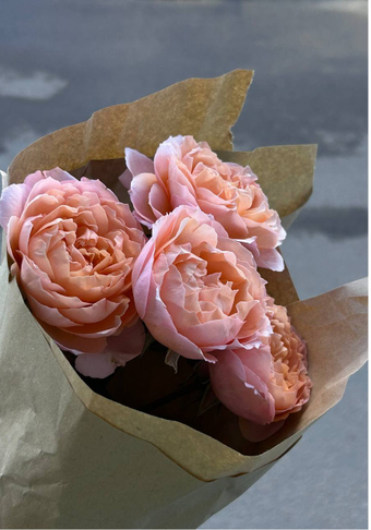 Garden Rose Julietta