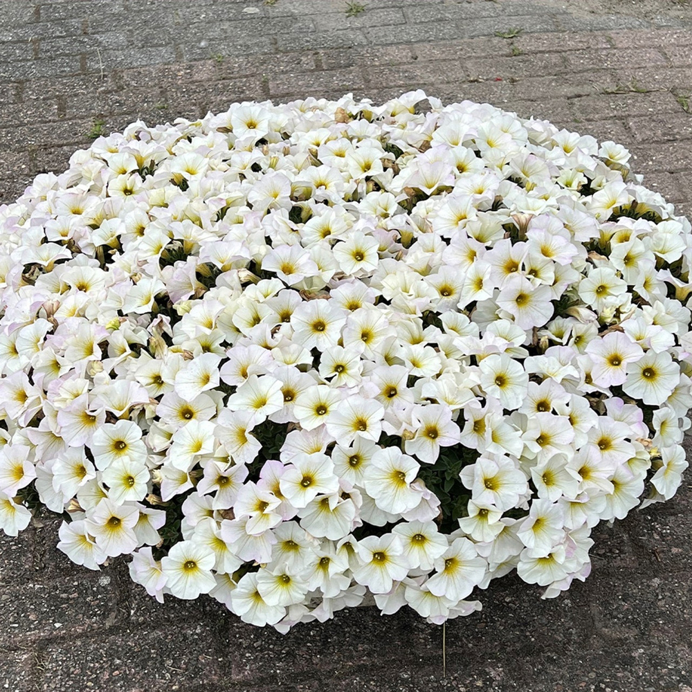 ЕВРО Petchoa BEAUTICAL Pearl White неукор черенок ноябрь 2025