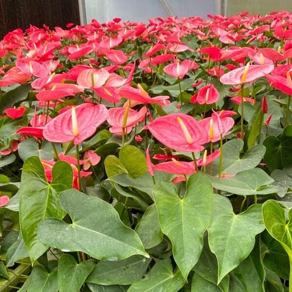 Антуриум Андре CALIFORNIA