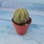 Euphoria Obesa (Эуфорбия)