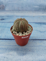 Euphoria Obesa (Эуфорбия)