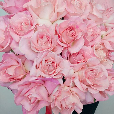 25 французких роз Эрмоза