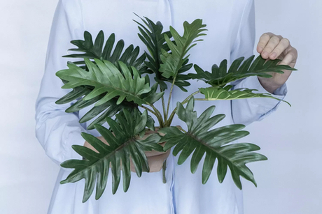 Куст филодендрона Ксанаду