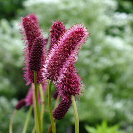 Кровохлебка мензиса. Sanguisorba menziesii.