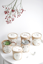 Суккулент в праздничном стаканчике