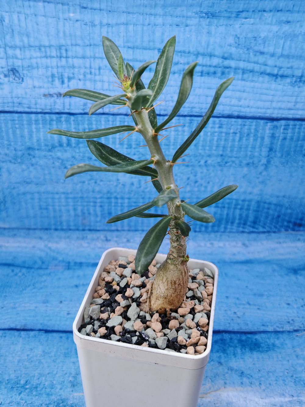 Pachypodium Succulentum (Пахиподиум)