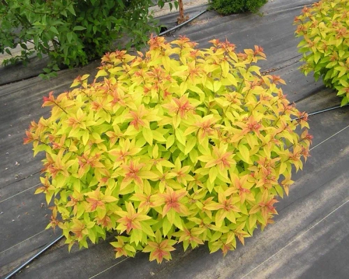 Cпирея японская "GOLDEN PRINCESS"