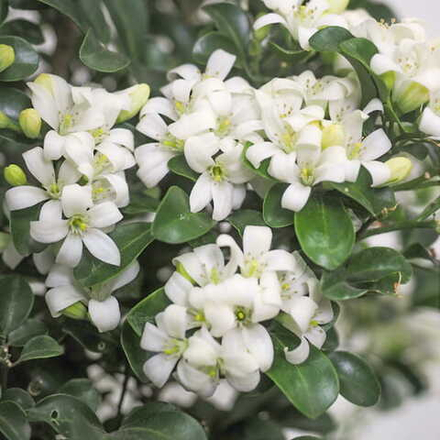 Муррайя метельчатая карликовая – Murraya Paniculata Dwarf
