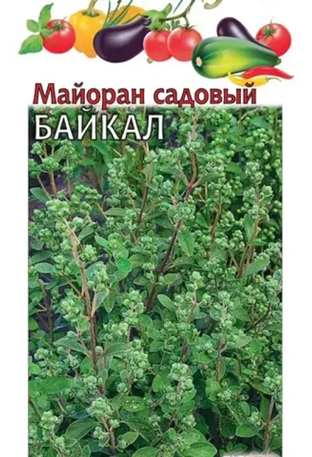 Майоран садовый Байкал