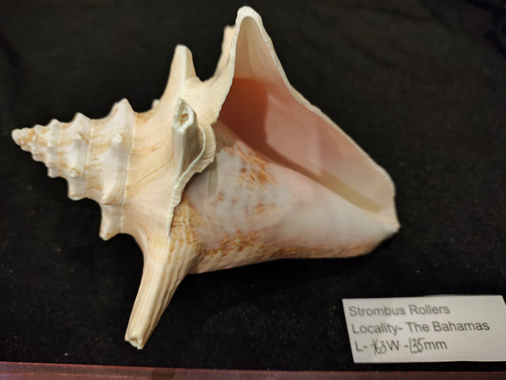 Стромбус Роллер