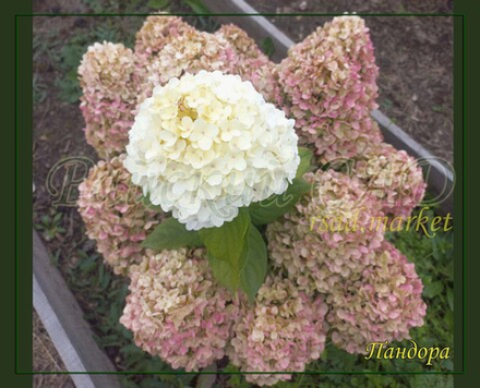 Гортензия метельчатая Пандора (Hydrangea paniculata "Pandora")