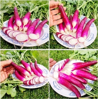 Редис Виолетта Француженка — French Violet Radishes