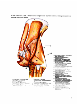 Атлас анатомии домашних животных. Том 3. Конечности | П. Попеско