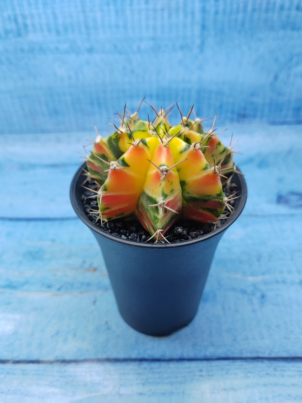 Gymnocalycium Variegata (Гимнокалициум Вариегатный)