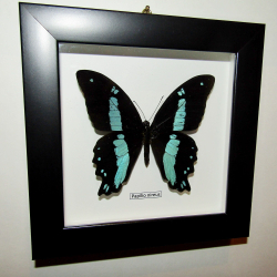 Бабочка Papilio nireus в рамке