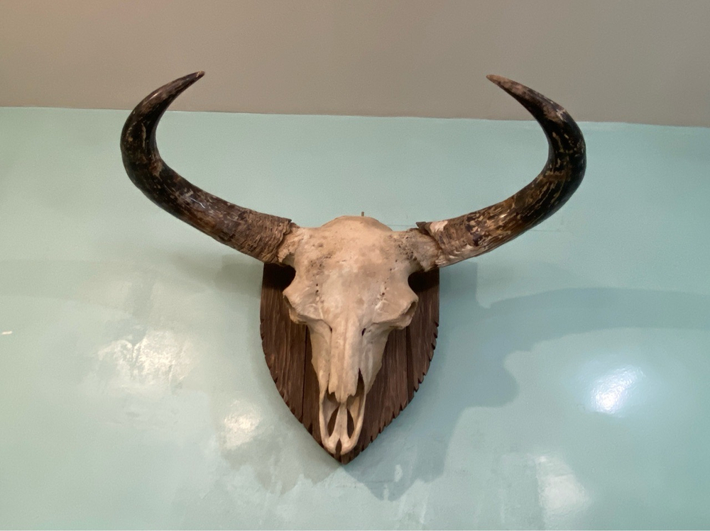 Череп ископаемого бизона