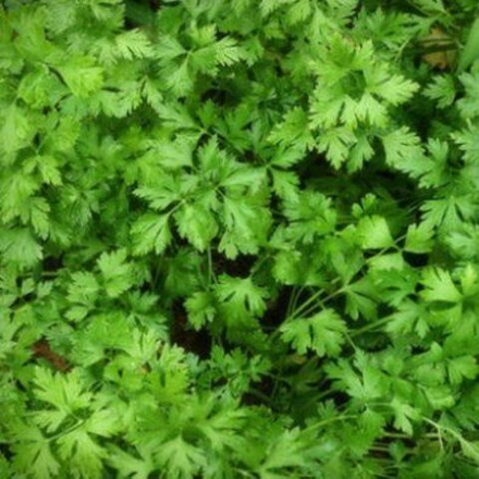 Петрушка листовая Обыкновенная 1г УС Б Гавриш