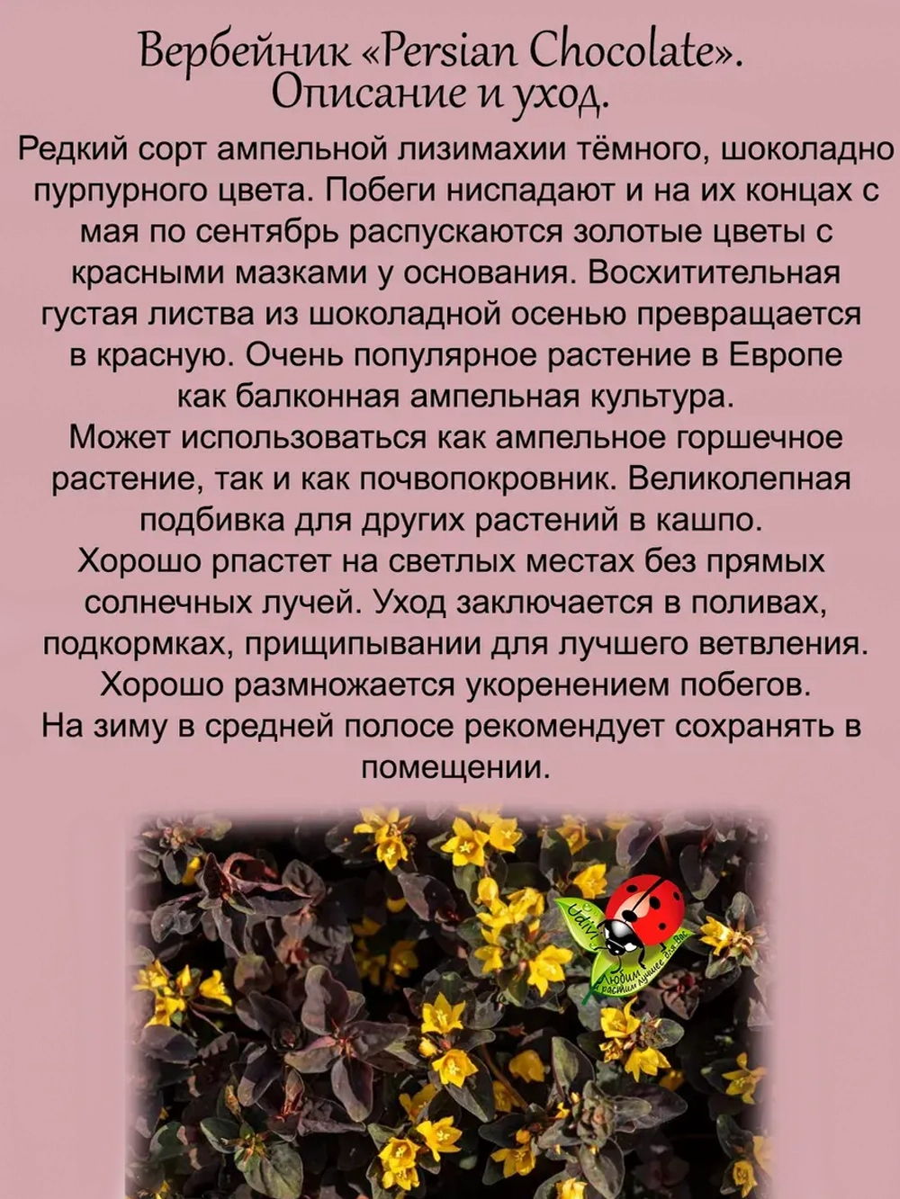 Вербейник Персидский шоколад Лизимахия
