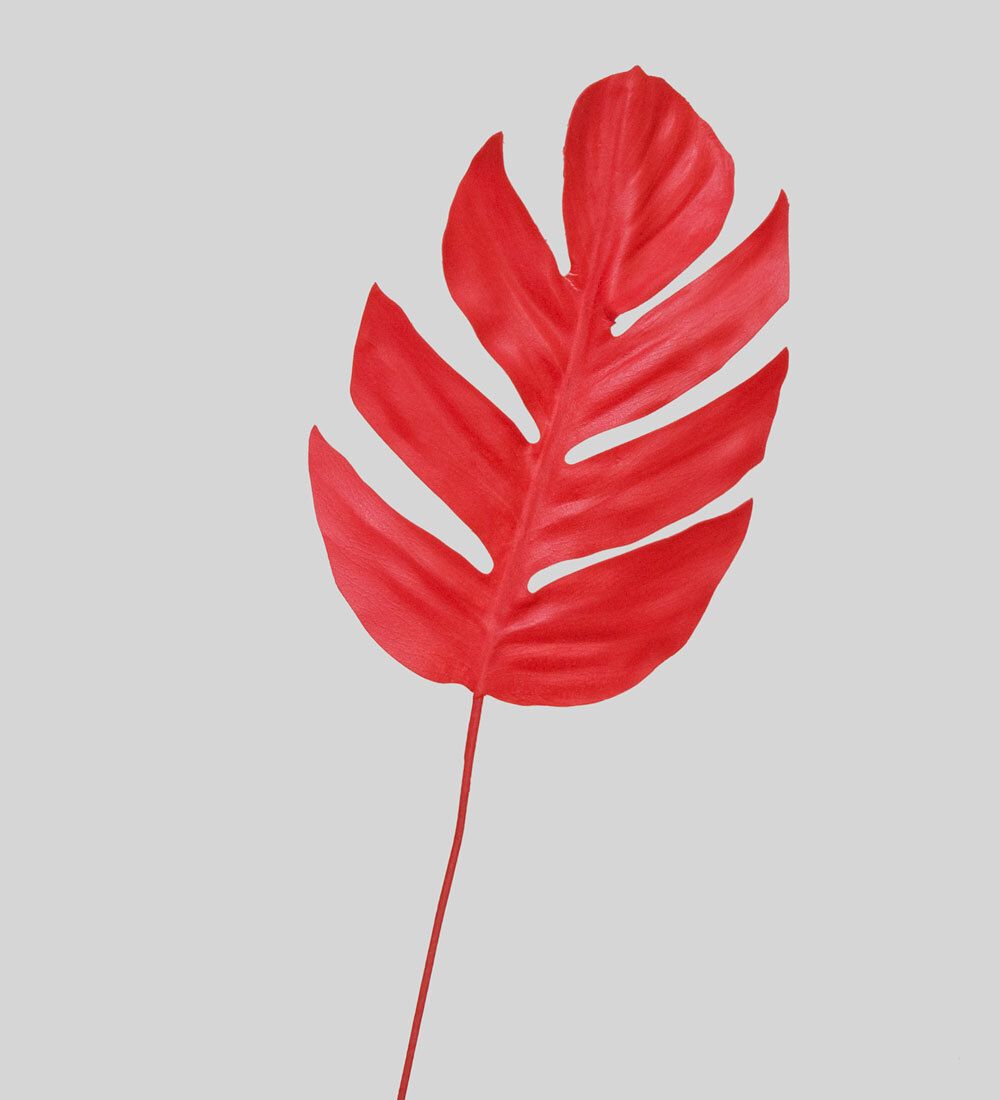 TR 571L Филодендрон