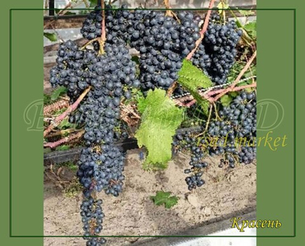 Виноград кишмиш Красень