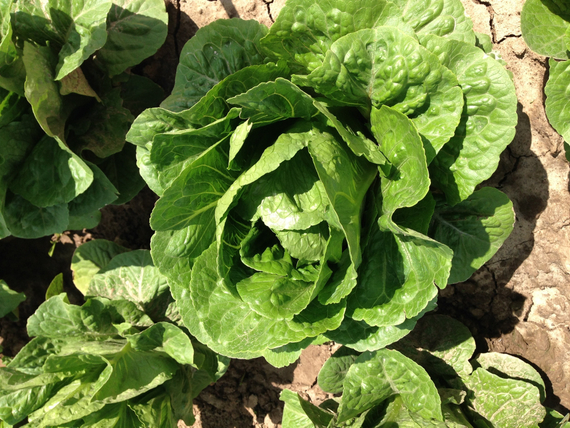 КВИНТУС семена салата Rijk Zwaan отзывы – фото 9