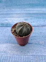 Euphoria Obesa (Эуфорбия)