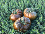 Браун Кой F1 семена томата индетерминантного ( Yuksel Tohum / )