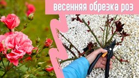 Весенняя обрезка роз