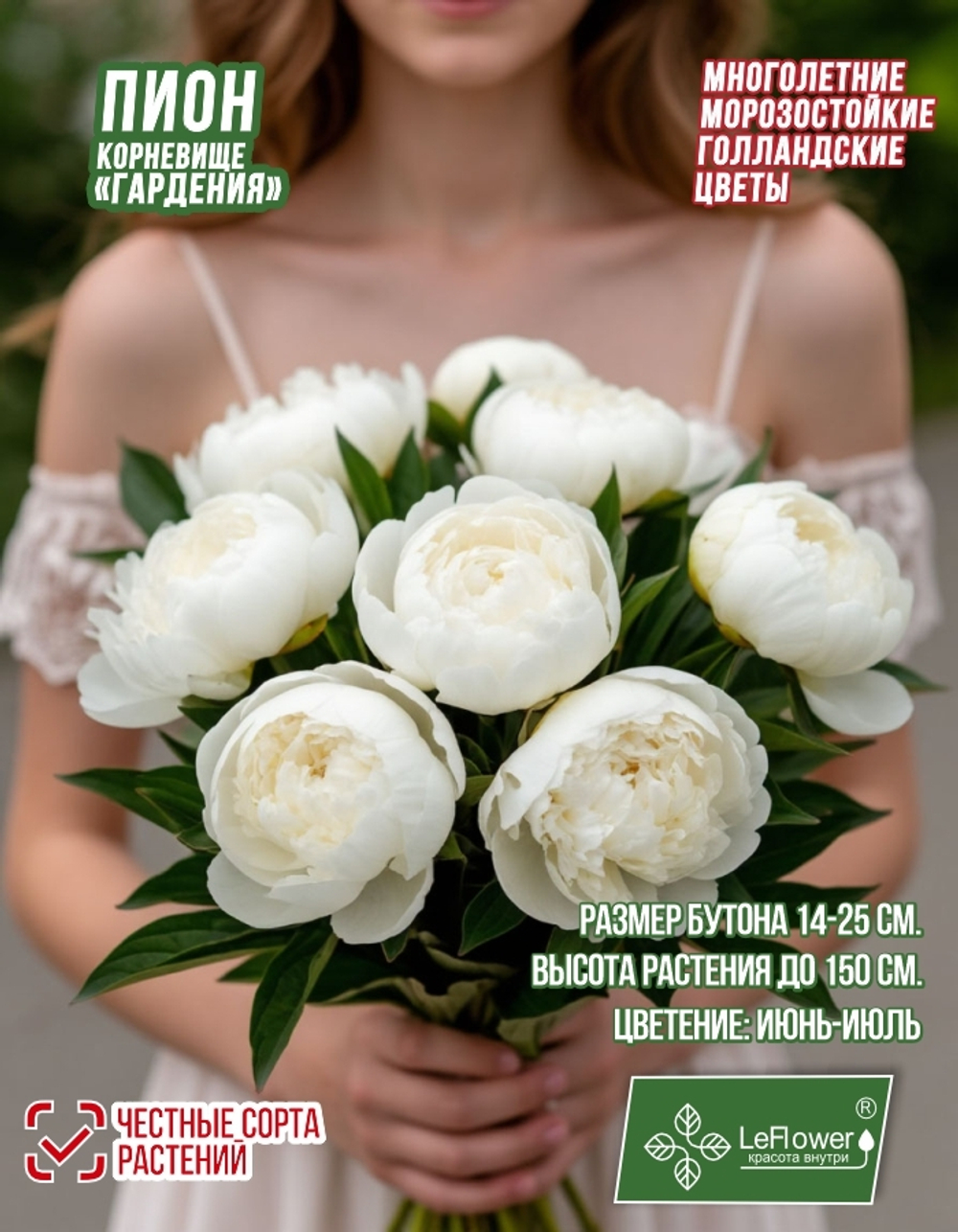 Пион Корневище, Гардения, 1шт