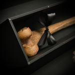 Бедренная кость (анатомическая модель) в подарочной коробке