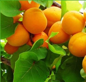 Алыча и Абрикос