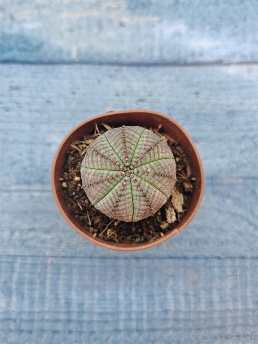Euphoria Obesa (Эуфорбия)