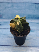 Astrophytum Myriostigma variagate (Астрофитум вариегатный)