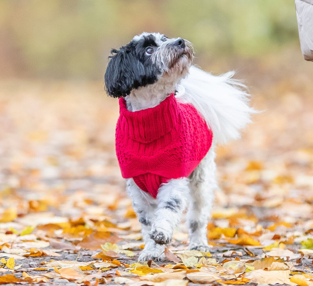 Пуловер Norwood, S: 33 см, красный, Trixie