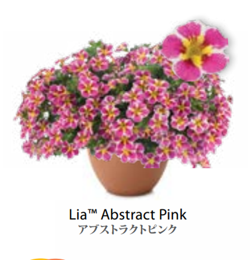 ЕВРО Calibrachoa Lia Abstract Pink укорененный черенок ноябрь