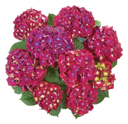 Speedy Red Purple/Спидди Ред Парпл