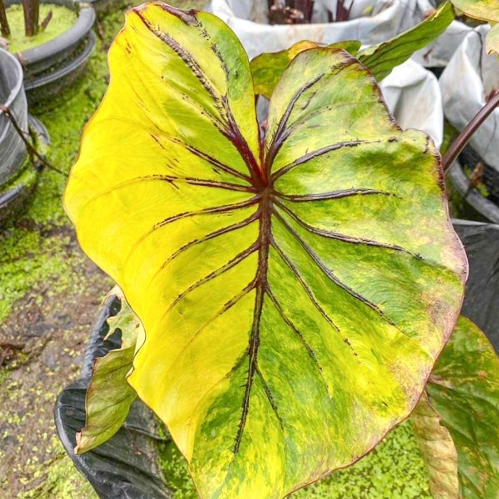 Колоказия PHARAOH MASK VAR