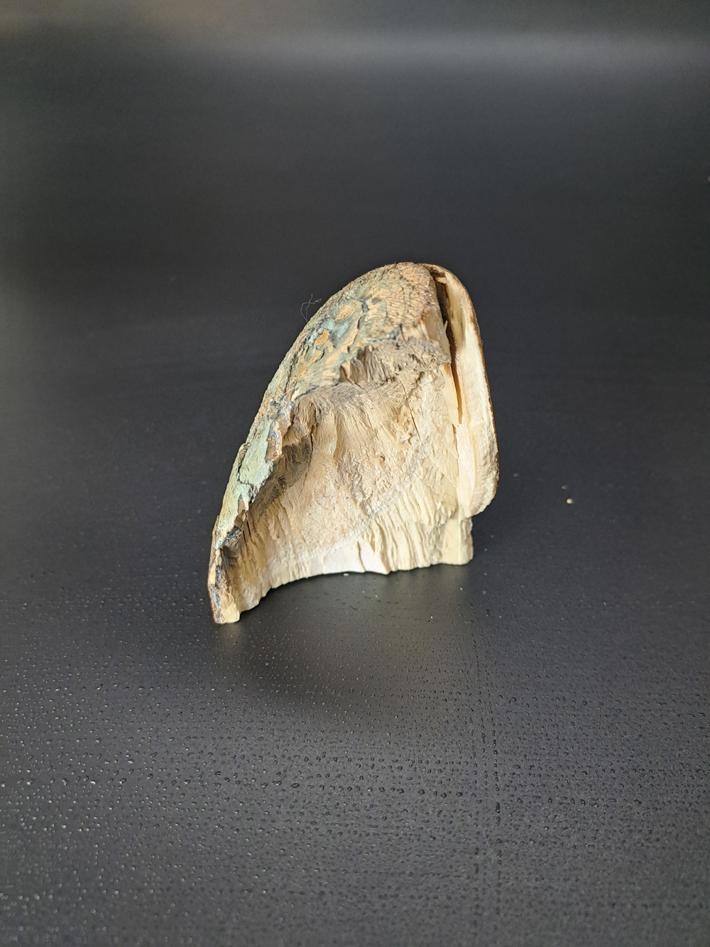 Бивень мамонта для коллекции