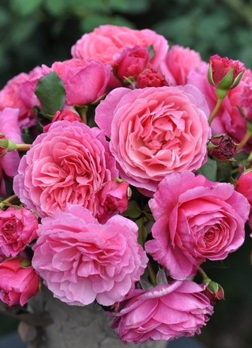 Роза Абдиэль ( шраб)