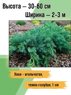 Можжевельник Блю карпет саженцы хвойных