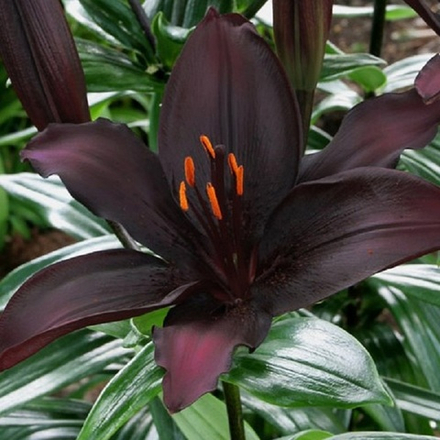 Лилия Блэклист (5 шт) Волжский Сад