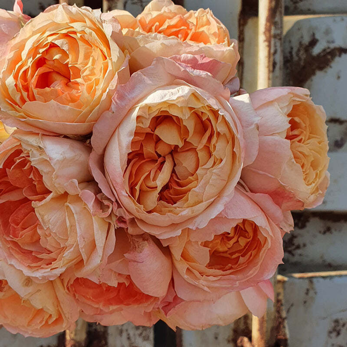 Принсес Айко — букет японских садовых роз